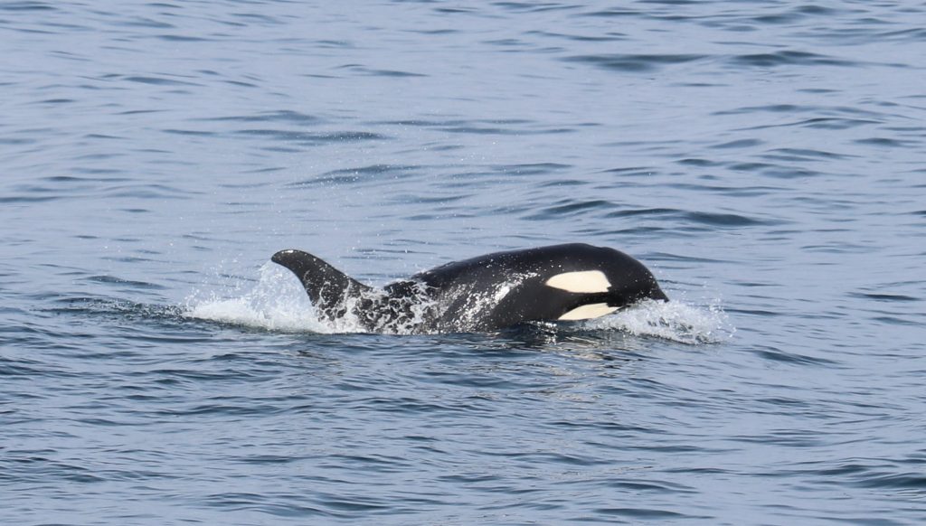 Glaciers, Orcas And Eagles–Oh My!: Kenai Fjords National Park ...